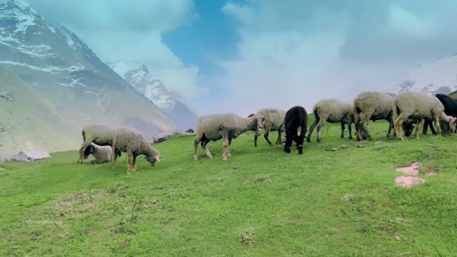 Moviesda.Mobi - Mukhbir The Story of a Spy 2026 Original 1080p HD